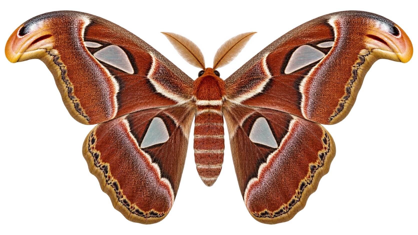 GPT Image 2.5 use cases: Atlas moth isolated on a transparent background